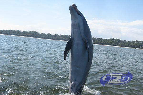 Dolphin Excursions at Hilton Head