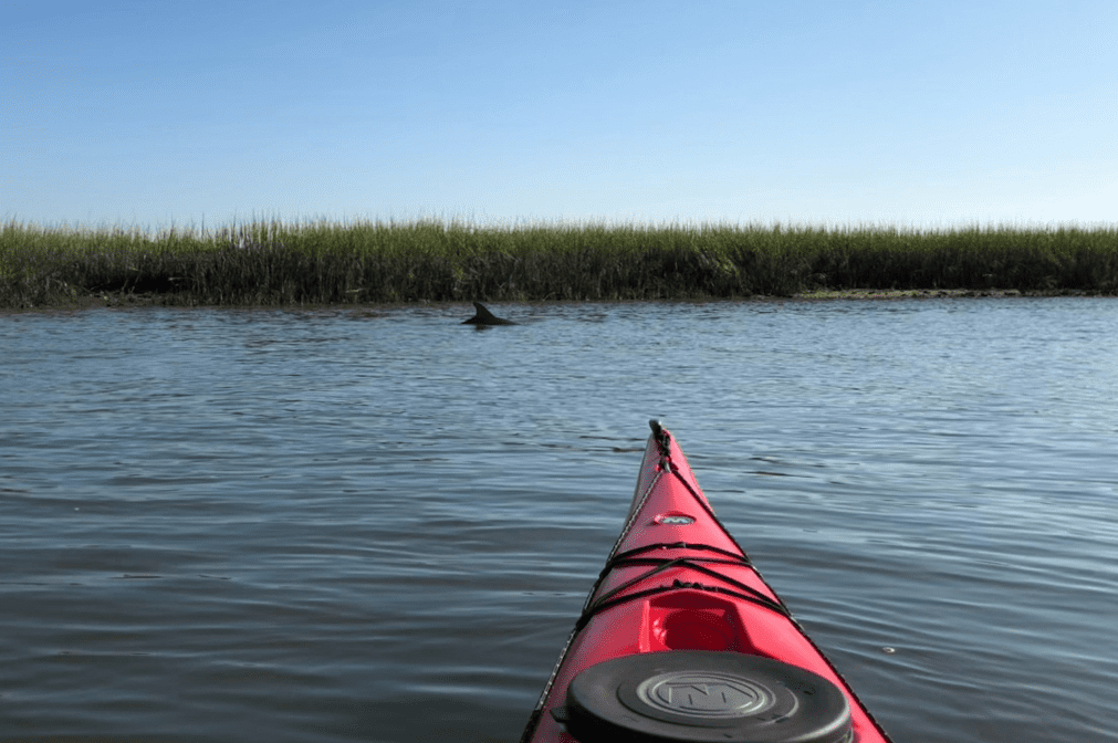 Dolphin Paddle Kayak Adventure
