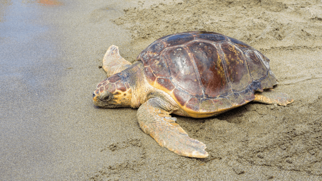Sea Turtle Season on Hilton Head Island