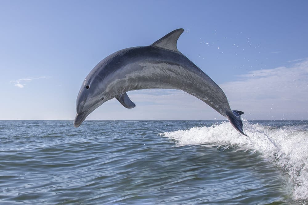 Dolphin Watching on Hilton Head Island at Summer